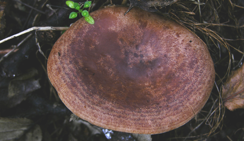 Conferma per Lactarius quietus.